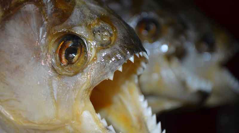 Kim Jong-un throws general into piranha-filled fish tank