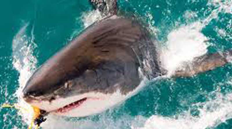 3 sharks killed US woman,travelling to Bahama in vacation