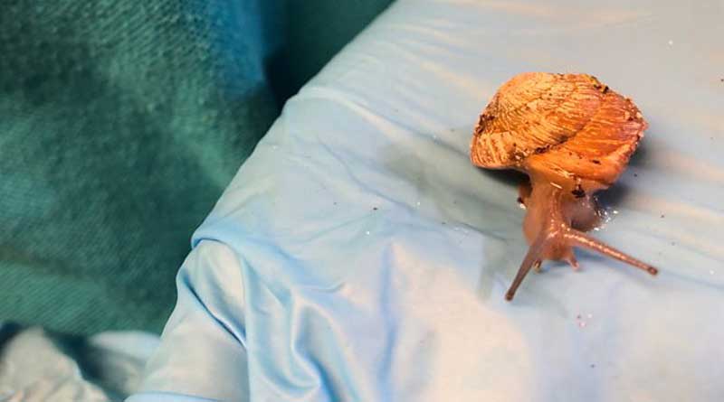 Snails from Bermuda are back from extinction,Scientists surprised