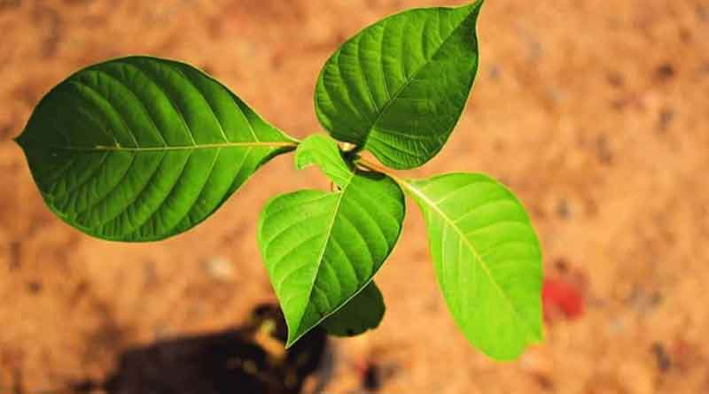 Asansol shows the path by planting thousands of trees