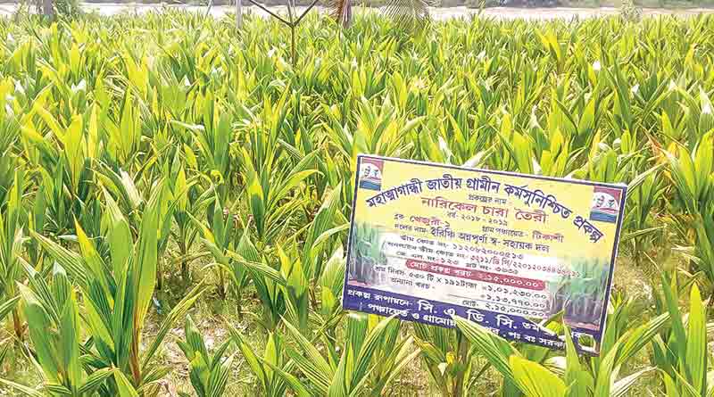 Coconut tree cultivation in East Medinipur's Tamluk