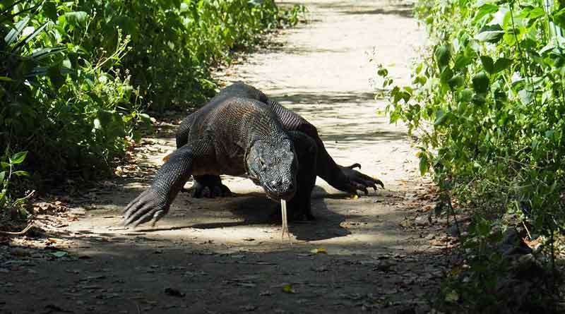 Local administration trying to save Indonesia's Comodo Dragons
