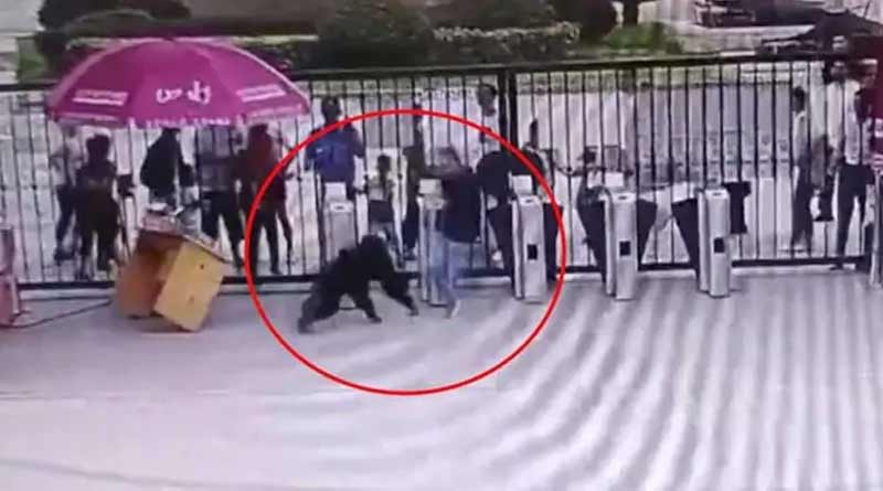 A chimpanzee escaped from his enclsoure in China's Hefei Wildlife Park