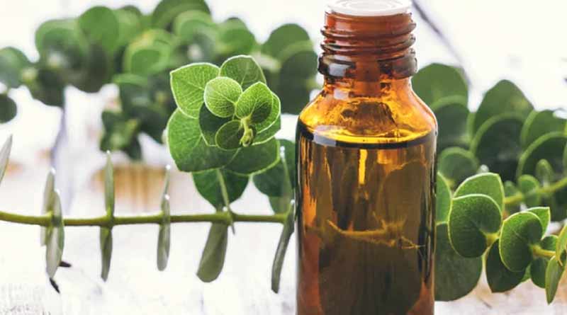 Eucaliptus oil