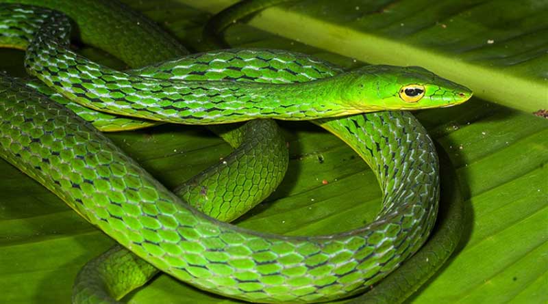 vine snake from the Western Ghats that dates back 26 million years