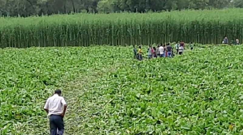 Water hyacinth makes way over Jalangi river in Nadia arises conciousness
