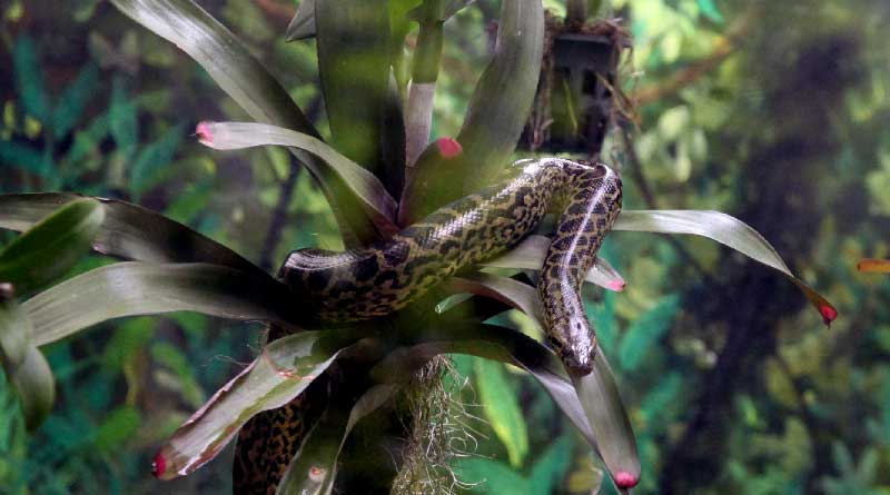 Four Annacodes has been brought to Alipur zoo on Monday
