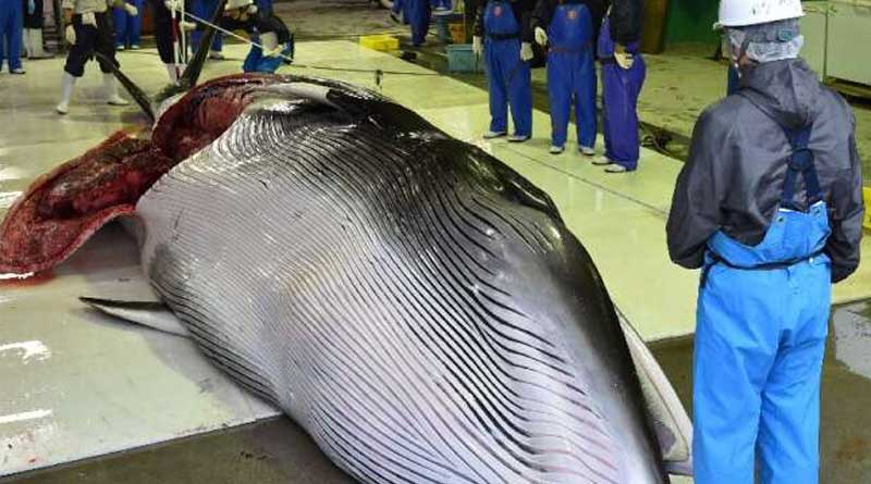 biggest-whale