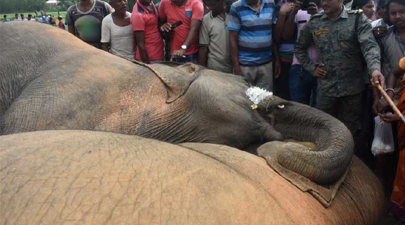 Duel between electric and forest department over jumbo death