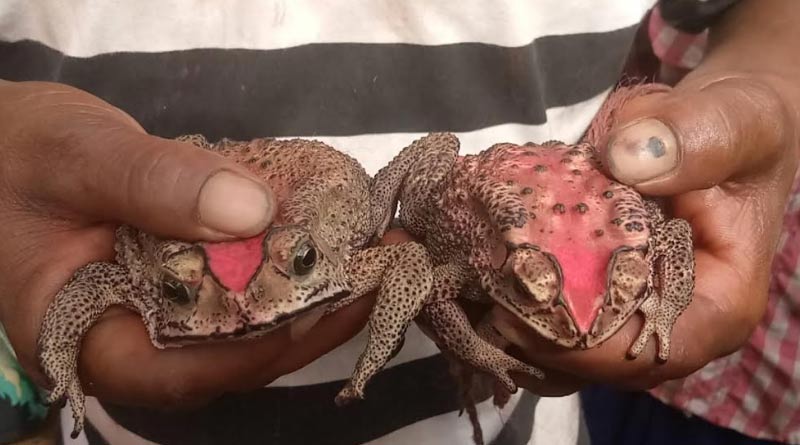 Frogs married off in grand ceremony in Purba Bardhaman to please rain gods.