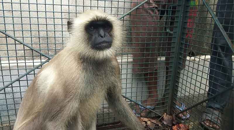 Monkey, named Gabbar was caught in Asansol's JorJonaki