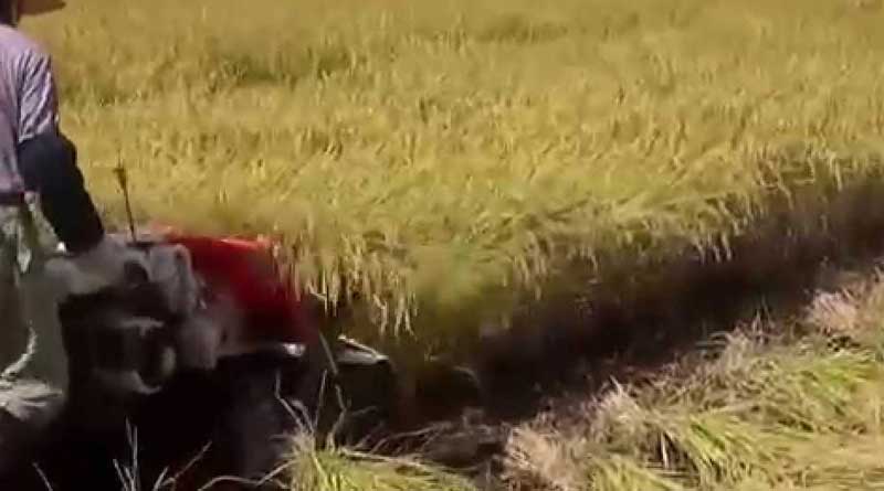 Agriculture department of Burdwan is eager to conserve more types of paddy