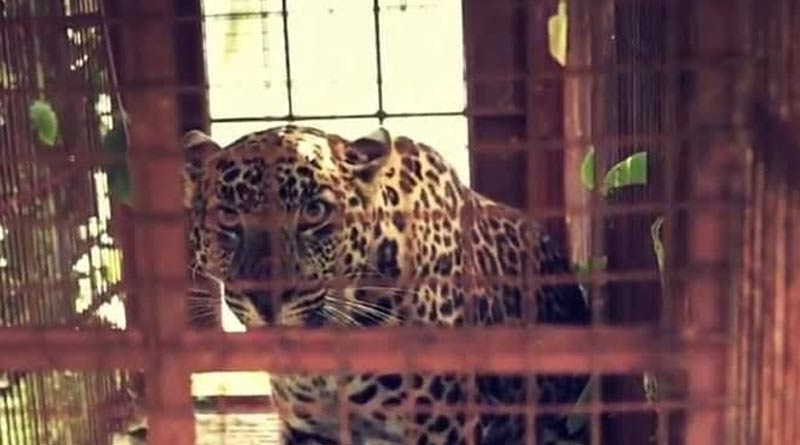 A leopard trapped in a cage in Darjeeling district bijanbari