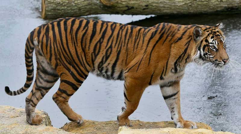 Tiger population in India is on the rise, says new report