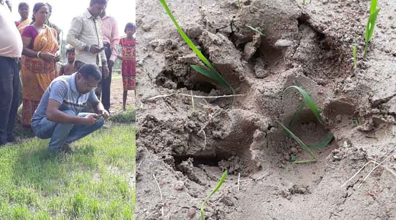 Tiger paw marks found at Chandrakona, forest officials launch hunt