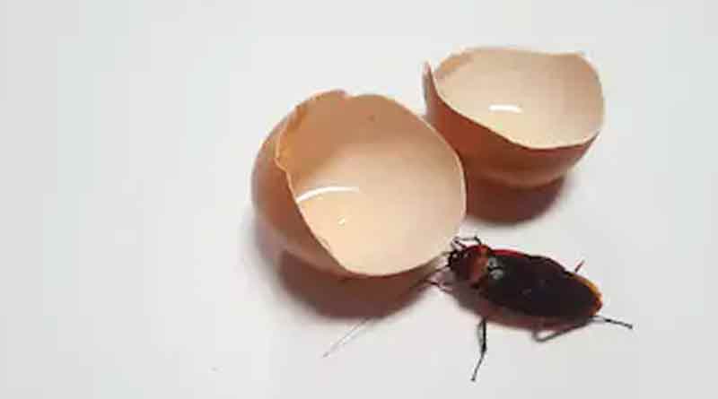 Cockroach