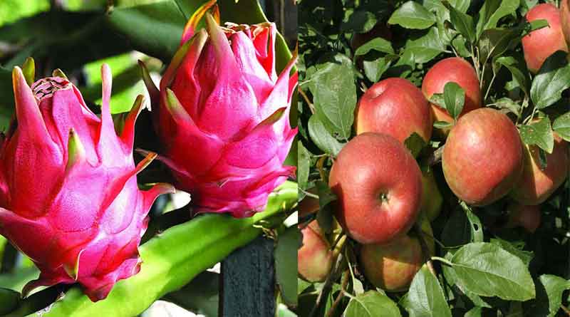 Apple and Dragon can be cultivated In a same land!