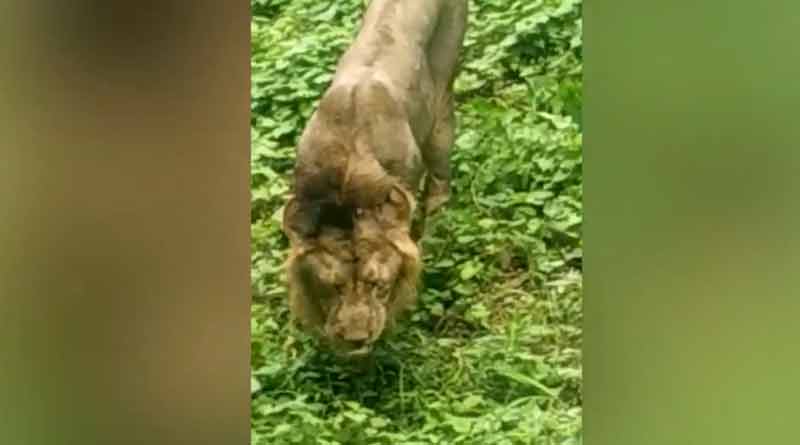 Lion