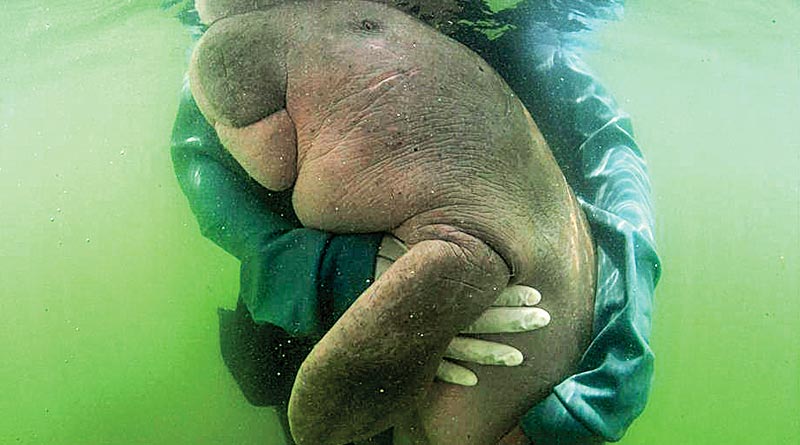 Beloved baby Dugong Mariam dies in Thailand, eating plastic