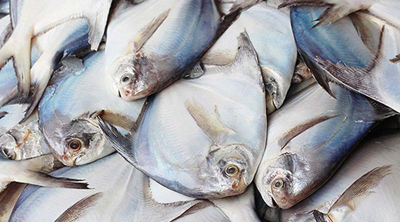 Promphet fish cultivation in East Medinipur's Haldia