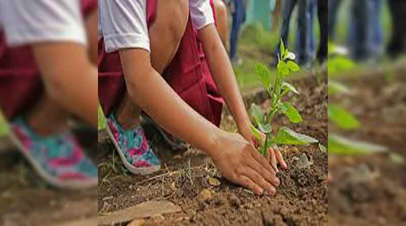 Tree Plantation