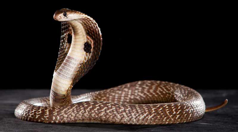 Cobra crawls into man's pants in Uttar Pradesh's Mirzapur