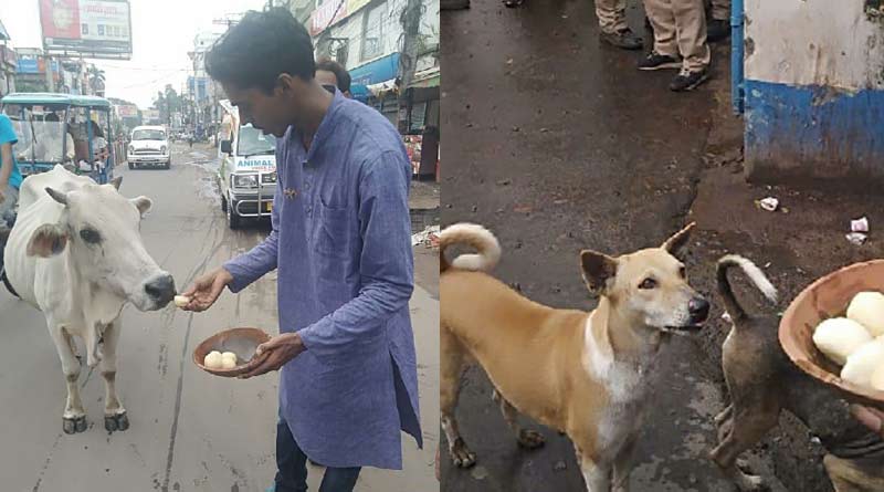 Animal lovers feed sweets to the strret dogs and cows in Burdwan