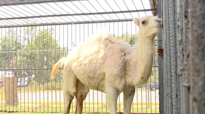 Woman is forced to bite a camel's genitals to escape