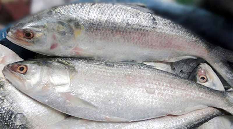 In Bangladesh no Hilsa from Padma, people are not interested to buy these with high price | Sangbad Pratidin