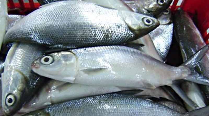 Milk-Fish