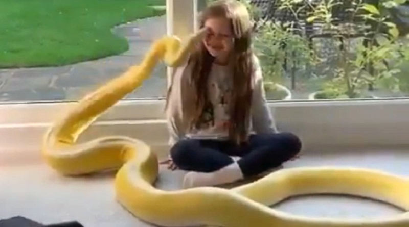 Yellow python gives little girl a kiss on forehead, video goes viral