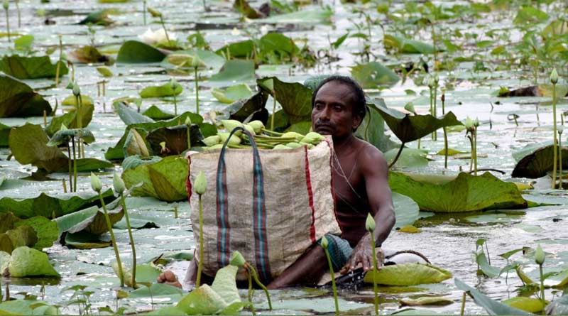 Bankura exports lotus flowers to London for Durga Puja