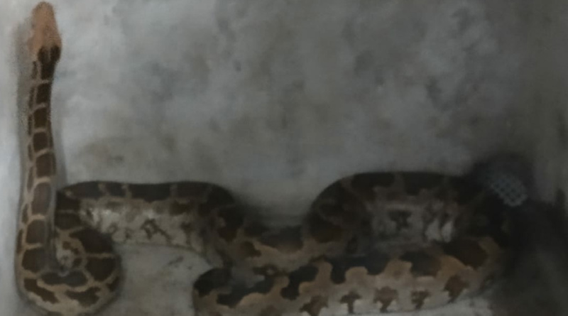 7-Feet-Long Python Rescued From Moukhali in Howrah