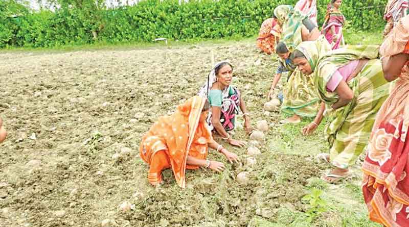 Farmers are cultivates coconut tree to earn more money in Tamluk
