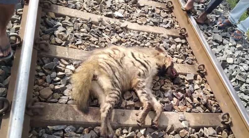 Train crushes Hyena to death in West Bengal's Purulia