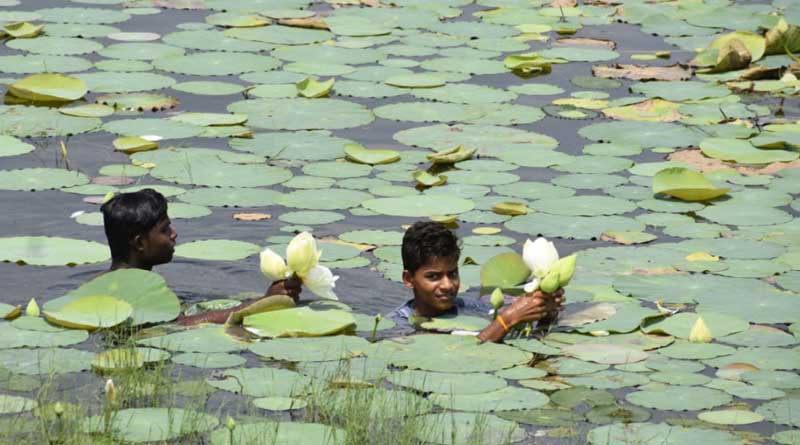 No sufficient lotus for Durga Puja, exported from Odissa