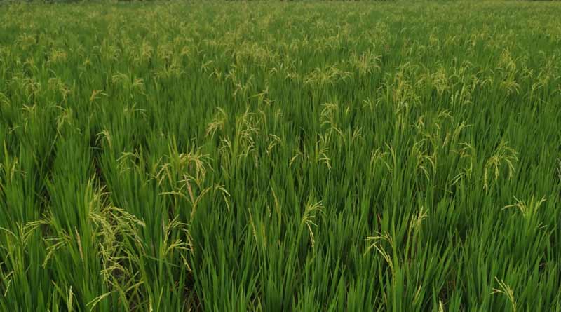 Farmer cultivates paddy to earn more money in Katwa