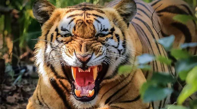 A fisherman allegedly killed by the attack of royal bengal tiger