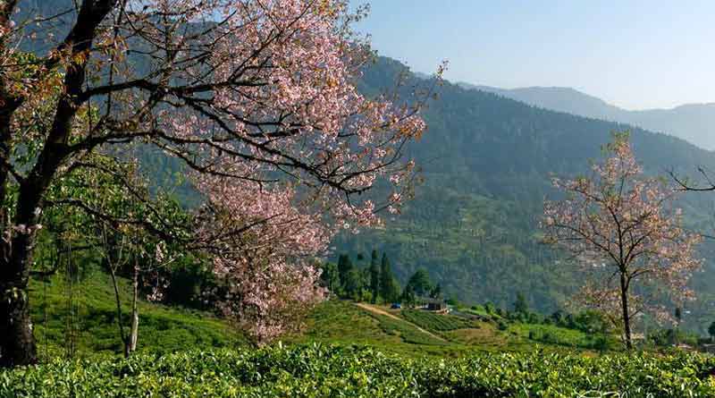 Embrace nature, visit Samabeong in Kalimpong this Durga Puja