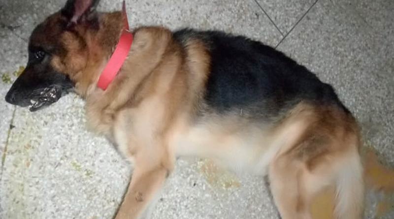 dog