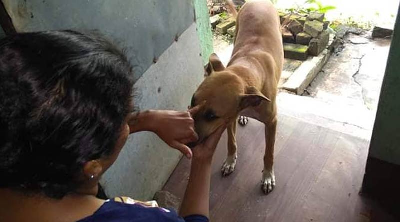 dogs-vaifota1