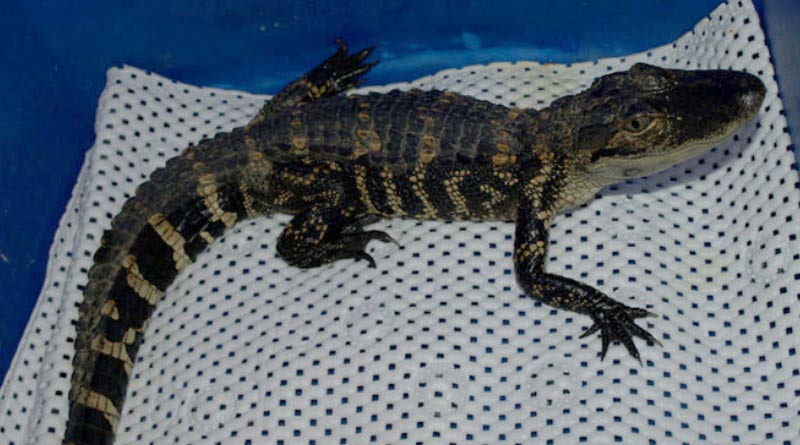 US man accused of forcing small alligator to drink beer. Watch viral video