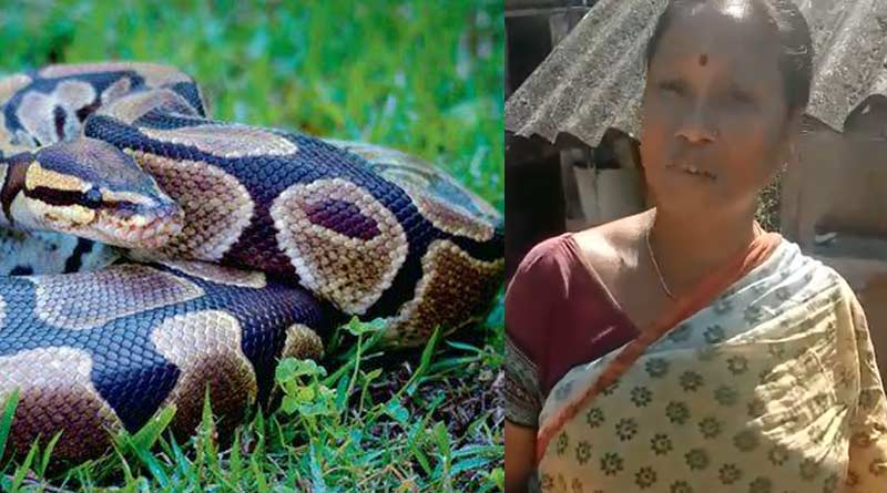Lady prisoned big python into the cage in Alipurduar