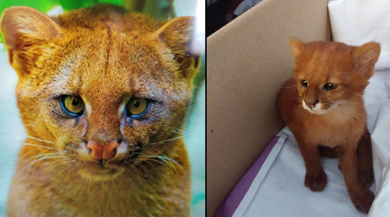 A teen adopts a stray 'cat' but she relized its wild cat