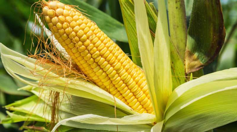 How to cultivate maize at low cost advises the professor of agriculture । Sangbad Pratidin