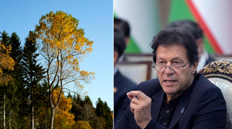Trees produce oxygen at night says Imran Khan. netizens demand nobel