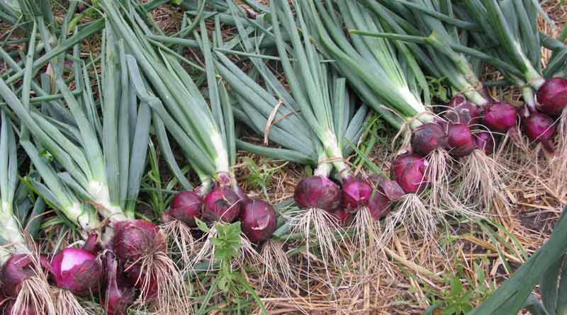 Onion