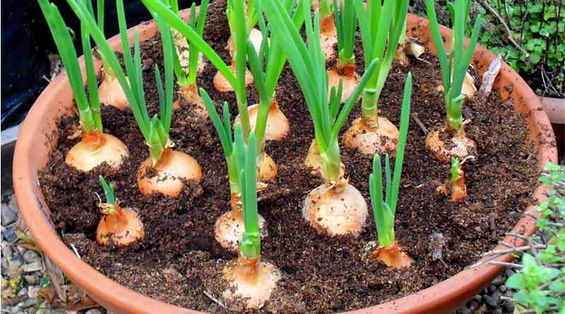 Onion