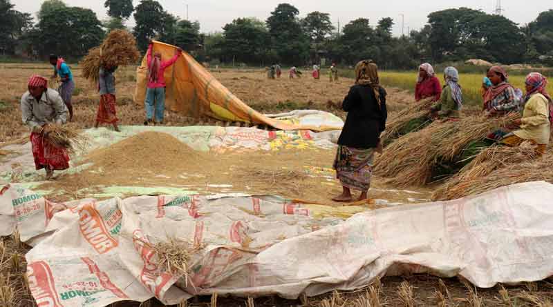Paddy cultivation may damaged over heavy cyclonic strom Bulbul