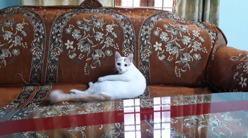 Pet cat flee with girlfriend, owner puts up ad with reward